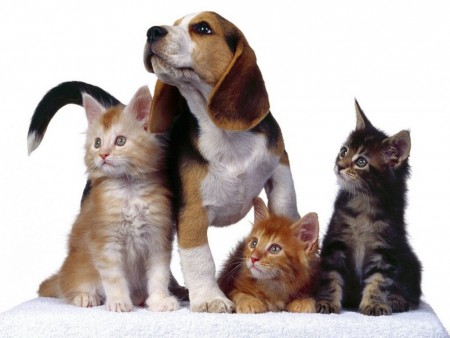 Nézzétek mi van ott!